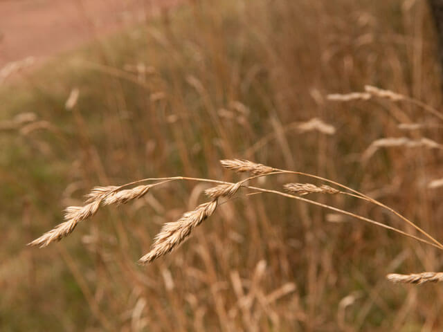 A field of grain.